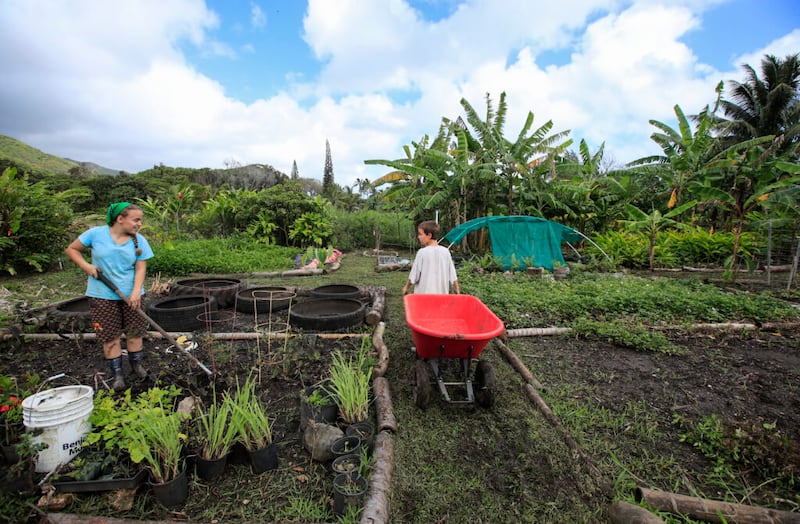 Emma Hyde, de dieciséis años, a la izquierda, y su hermano Seamus, de diez años, trabajan en la parcela que cultivan con su familia, el sábado, 20 de marzo de 2021, en la granja Laie Hawaii Crops Farm en Hauula, Hawái.