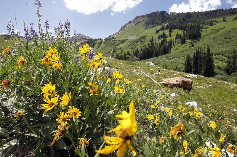 Flores silvestres amarillas crecen en una ladera en las montañas cerca de Alta, Utah.