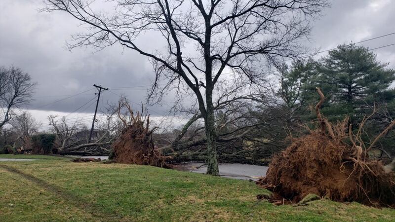 El tornado y los fuertes vientos derribaron árboles enormes en todo Hendersonville, Tennessee a principios de diciembre de 2021.