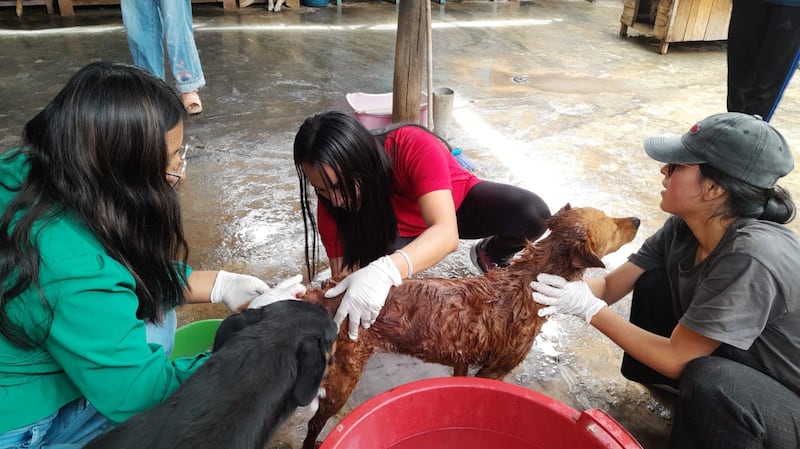 Miembros de La Iglesia de Jesucristo de los Santos de los Últimos Días en Huánuco, Perú ayudan a limpiar animales y espacios en un refugio de perros en junio de 2026.