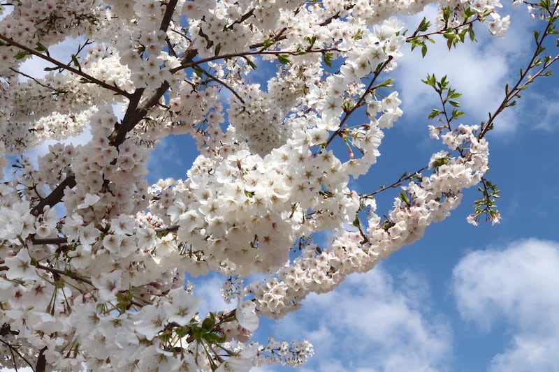 Flores blancas en un árbol.