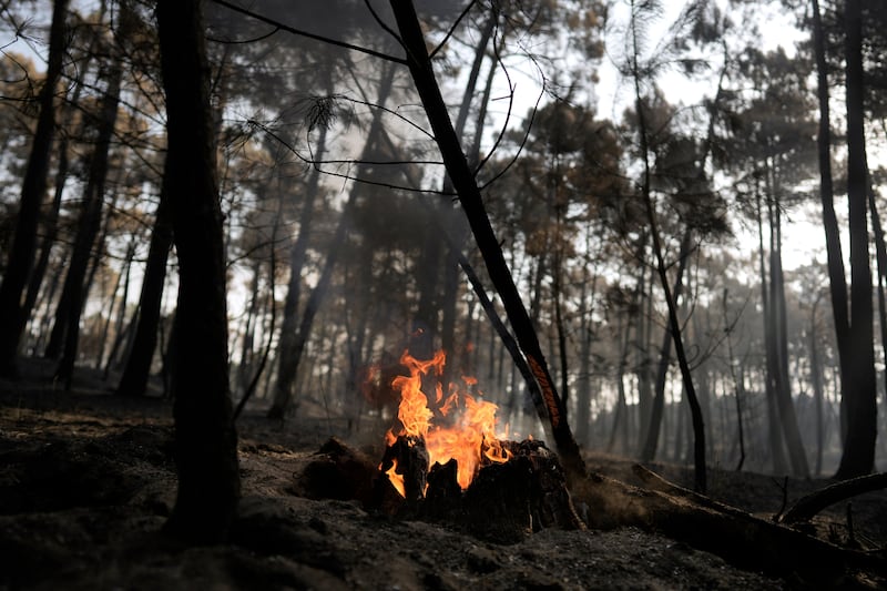 Árboles quemados se alzan en un área devastada por un incendio forestal cerca de Casavieja, provincia de Ávila, España, jueves, 30 de julio de 2026.