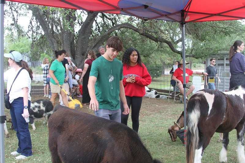 Los asistentes a "Fiesta 2026" acarician animales en el puesto del zoológico interactivo en San Antonio, Texas, el 11 de abril de 2026. El evento presentó muchos puestos y actividades diferentes a lo largo del día.