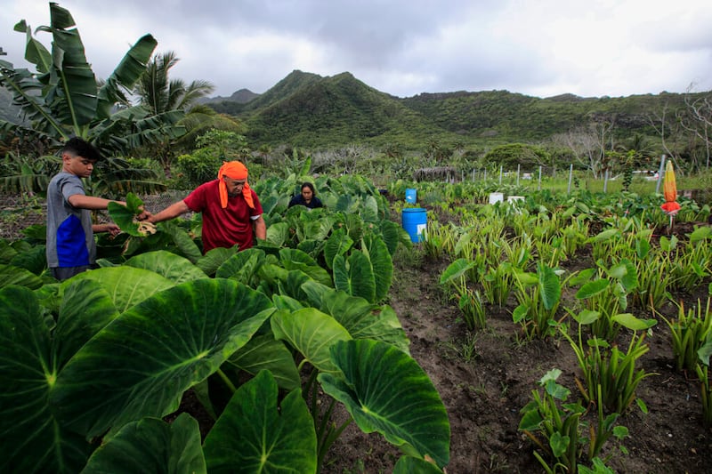 Con la cadena montañosa Koolau al fondo, Rodney Fonoimoana, en medio, cuida de la malanga con sus nietos Lokene Talaipa, de 14 años, a la izquierda, y su hermana Trinity, de 15 años, en la parcela que cultiva su familia, el sábado 20 de marzo de 2021, en la granja Laie Hawaii Crops Farm en Hauula, Hawái.
