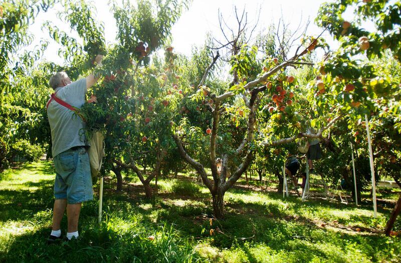 Los voluntarios recogen duraznos en North Ogden Peach Orchard en Ogden, el martes, 16 de agosto de 2016.