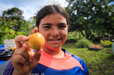 Tua Pulotu, de diez años, sostiene un tomate cultivado en la parcela asignada a su familia en la granja Laie HI Crops Farm en Hauula, Hawái, el sábado, 20 de marzo de 2021. La granja Laie HI Crops Farm, de 72 hectáreas, está dividida en parcelas cultivables de diferentes tamaños que pueden tener desde 1.350 metros cuadrados hasta 5.000 metros cuadrados. Durante la pandemia de COVID-19, la tierra ha sido una parte vital para la alimentación de la comunidad de la Iglesia y las familias que trabaj…
