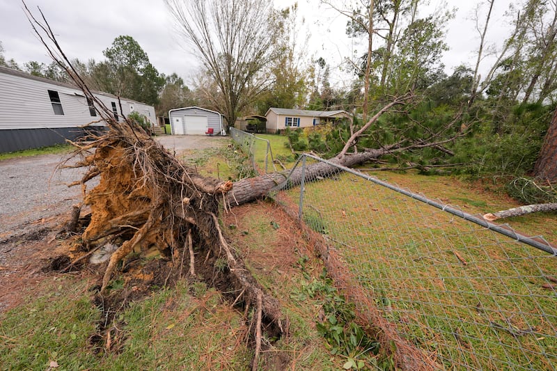 Se ven árboles derribados en patios después del huracán Isaías en Milton, Florida, el sábado, 10 de octubre de 2026.