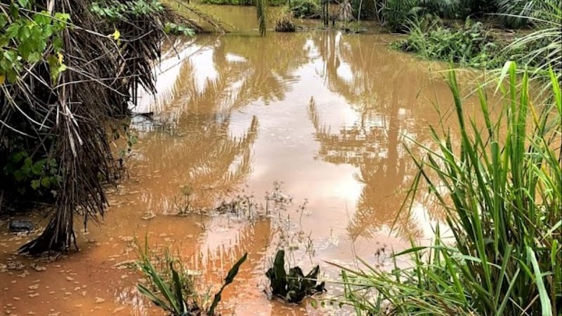 Este arroyo cerca de un pueblo en Ghana es donde las personas solían obtener agua, hasta que Latter-day Saint Charities entregó un nuevo pozo para proporcionar agua fresca de pozo. La entrega se realizó el 26 de enero de 2022.