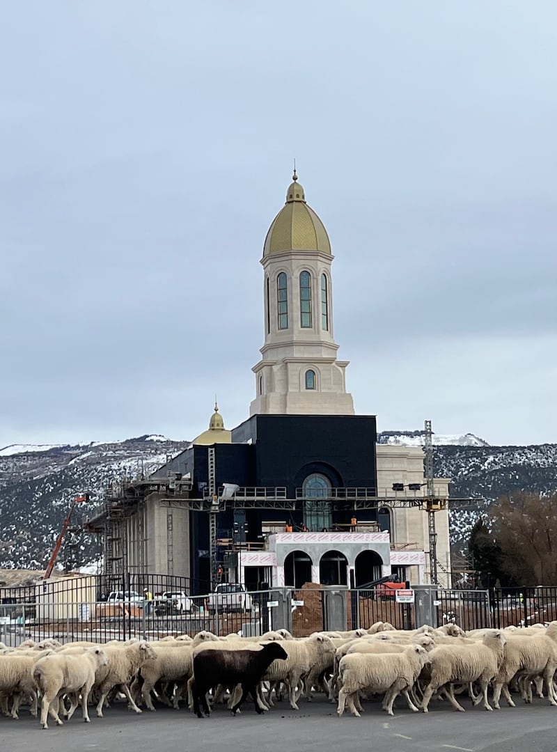 Ovejas caminan frente al Templo de Efraín Utah en Efraín, Utah, durante su construcción. Val y Linda Hill, quienes sirvieron como misioneros de proyectos especiales en el sitio del templo, tomaron fotos como esta para documentar la construcción del templo.